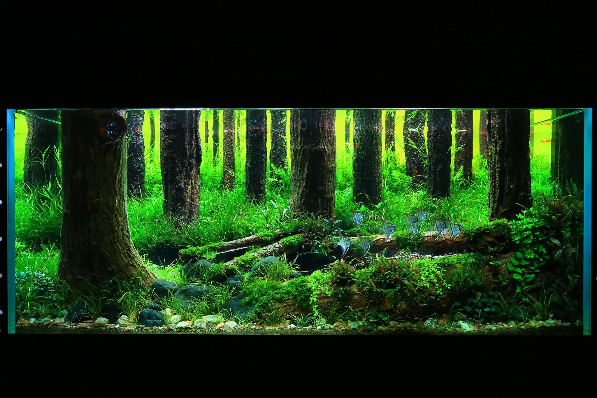 How to make a forest aquarium ranked 112th in the world - IAPLC 2021 - The Monment