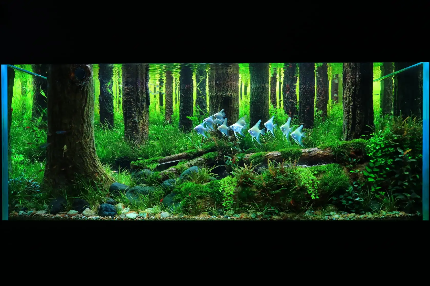 How to make a forest aquarium ranked 112th in the world - IAPLC 2021 - The Monment