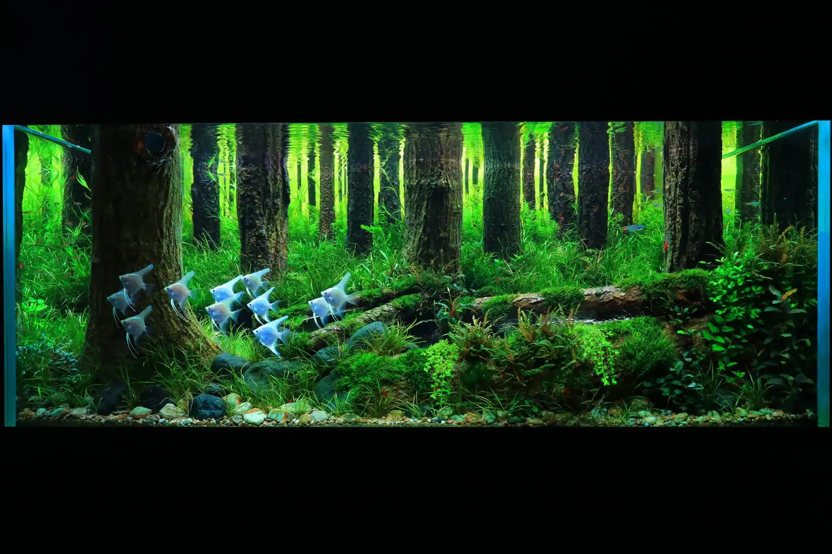 How to make a forest aquarium ranked 112th in the world - IAPLC 2021 - The Monment