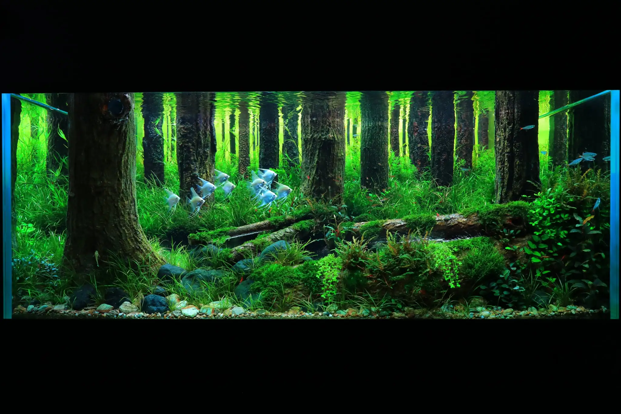 How to make a forest aquarium ranked 112th in the world - IAPLC 2021 - The Monment