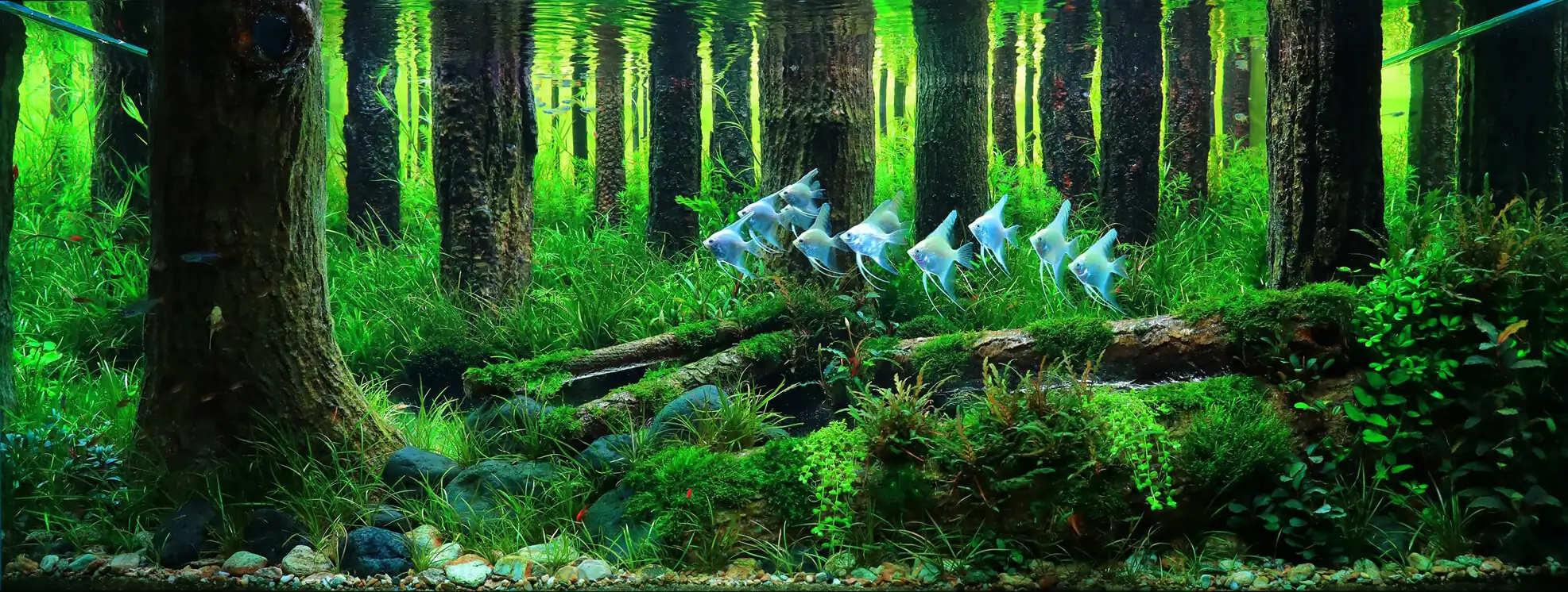 How to make a forest aquarium ranked 112th in the world - IAPLC 2021 - The Monment
