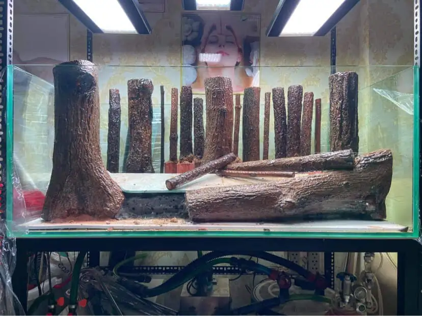 How to make a forest aquarium ranked 112th in the world - IAPLC 2021 - The Monment