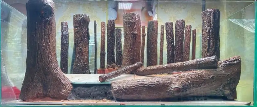 How to make a forest aquarium ranked 112th in the world - IAPLC 2021 - The Monment