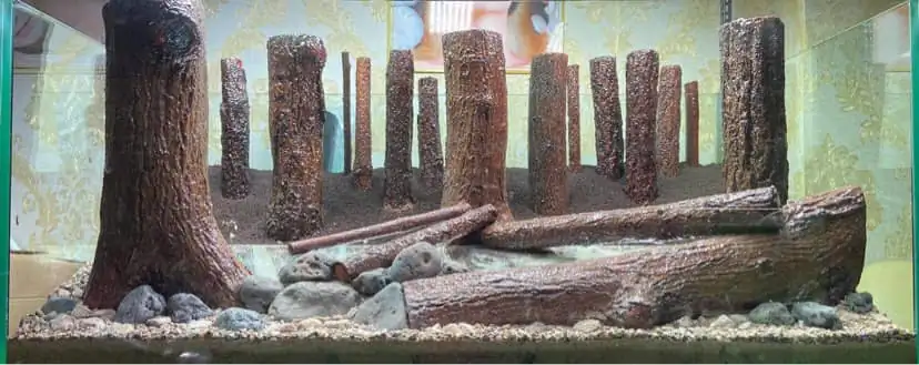 How to make a forest aquarium ranked 112th in the world - IAPLC 2021 - The Monment