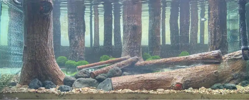 How to make a forest aquarium ranked 112th in the world - IAPLC 2021 - The Monment