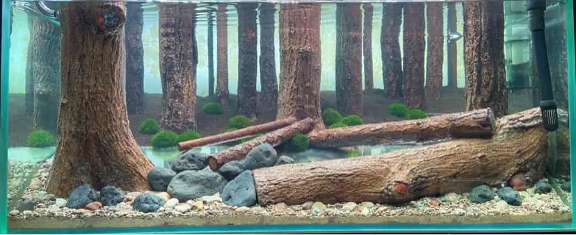 How to make a forest aquarium ranked 112th in the world - IAPLC 2021 - The Monment