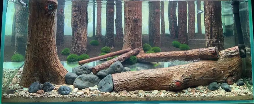How to make a forest aquarium ranked 112th in the world - IAPLC 2021 - The Monment