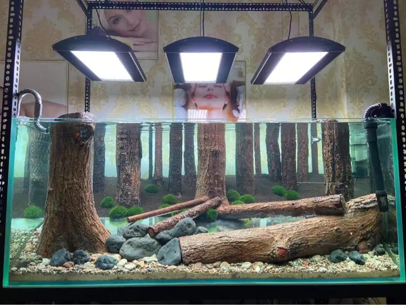 How to make a forest aquarium ranked 112th in the world - IAPLC 2021 - The Monment