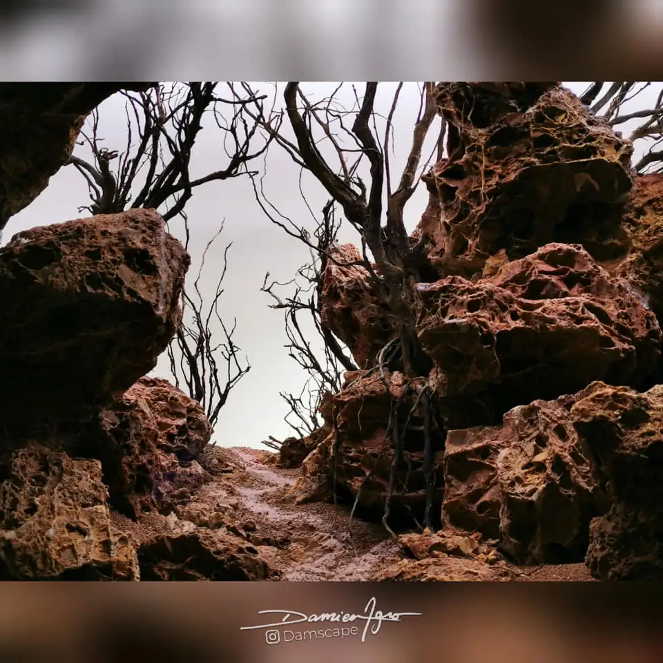 How to make nature aquarium - IAPLC 2021 Rank 342