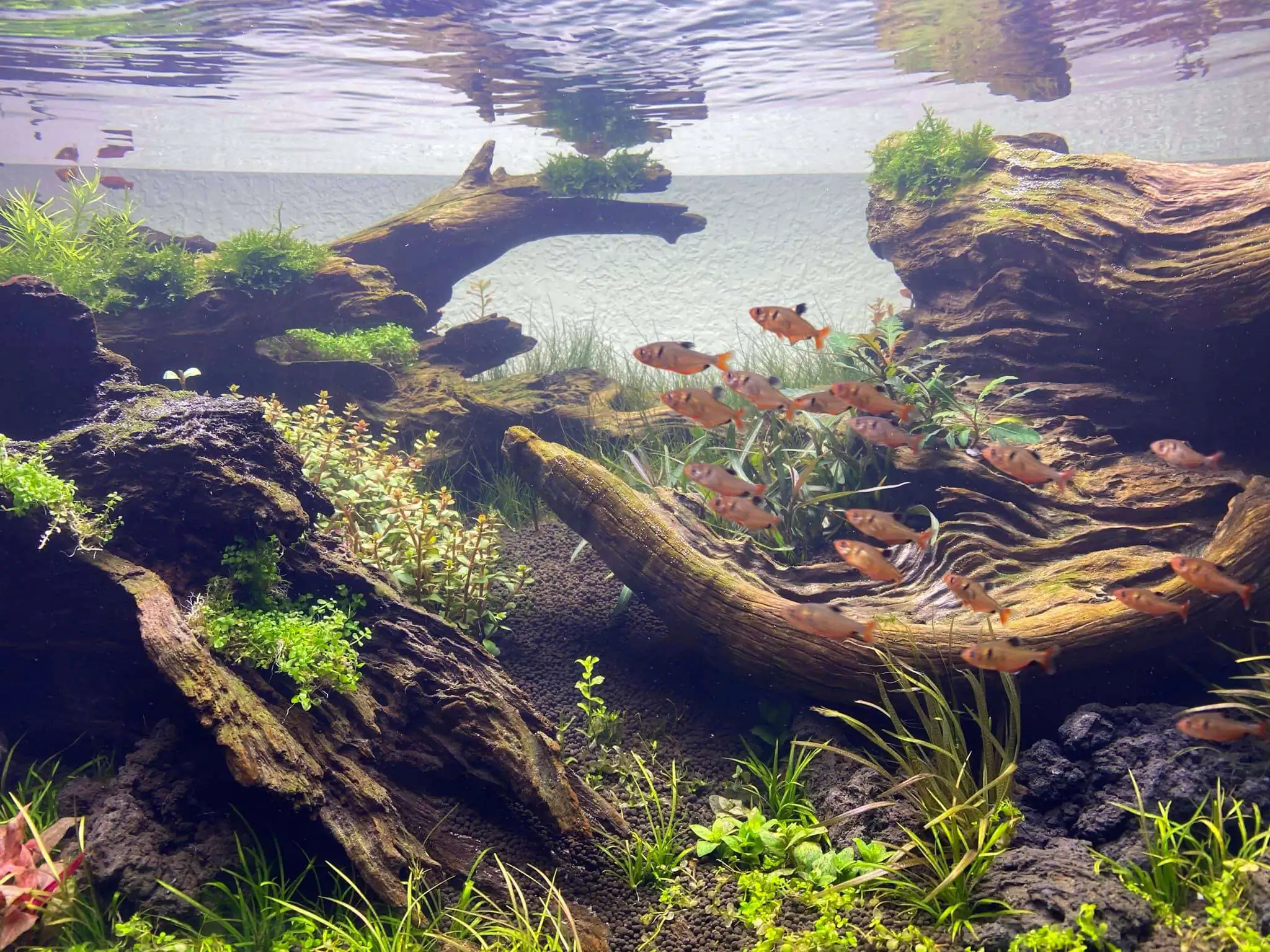 Step by step progression IAPLC 2021 Rank 74 - Go with the flow