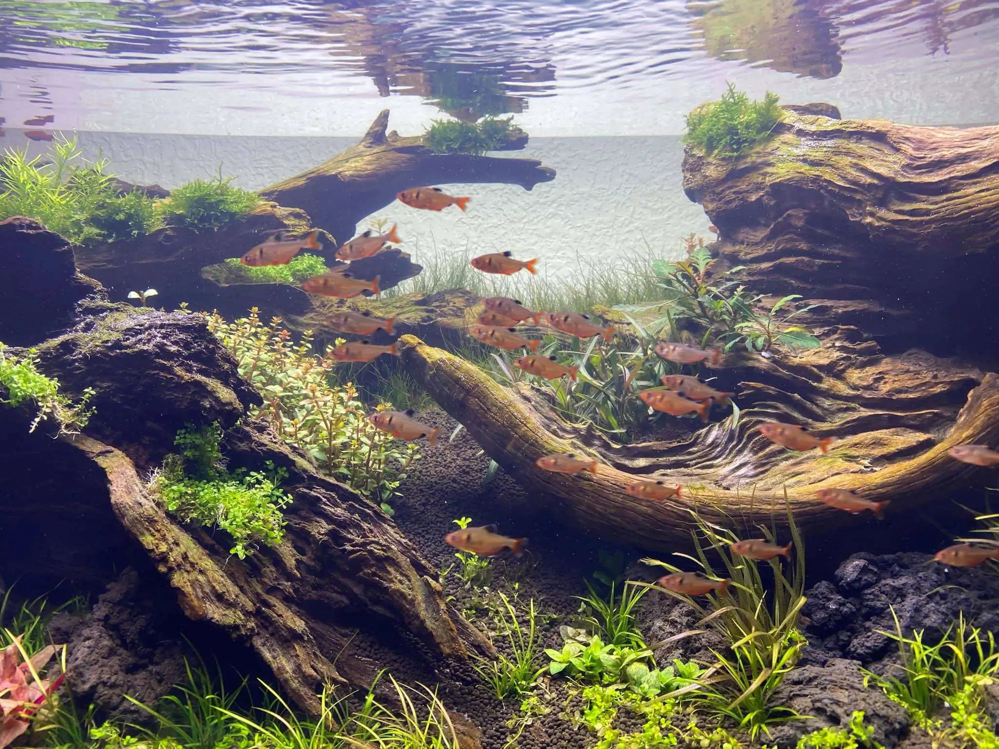 Step by step progression IAPLC 2021 Rank 74 - Go with the flow