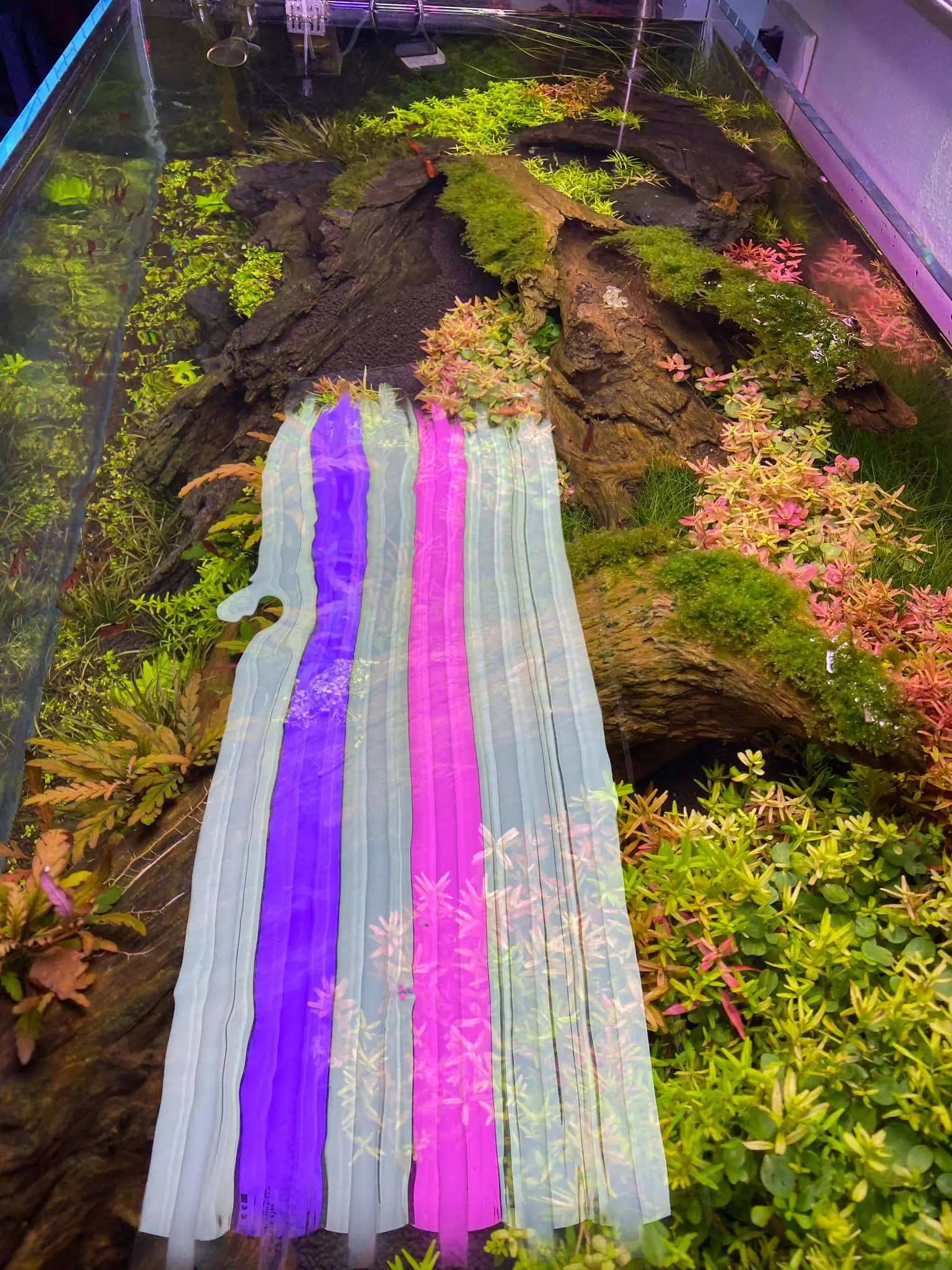 Step by step progression IAPLC 2021 Rank 74 - Go with the flow