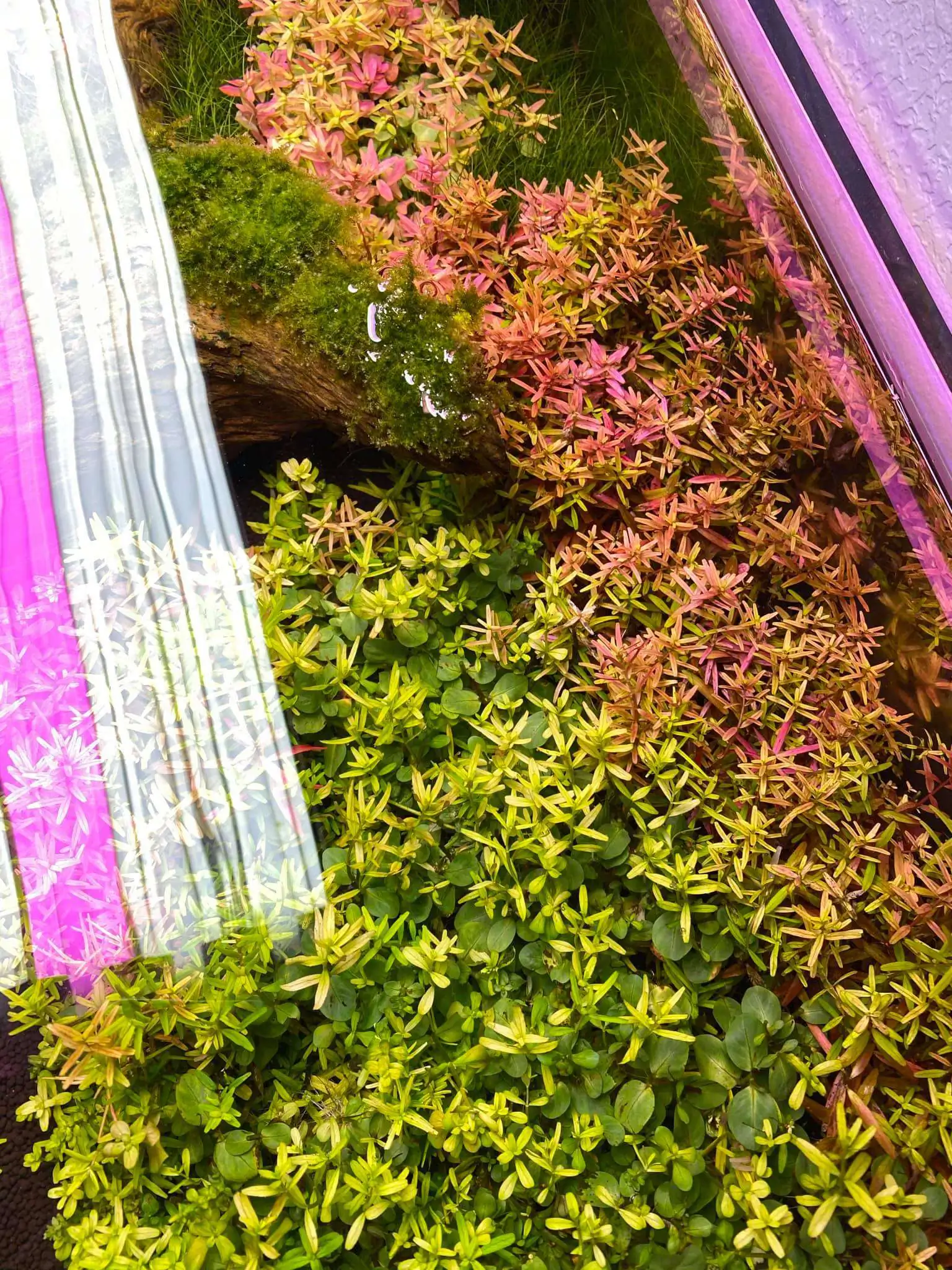 Step by step progression IAPLC 2021 Rank 74 - Go with the flow