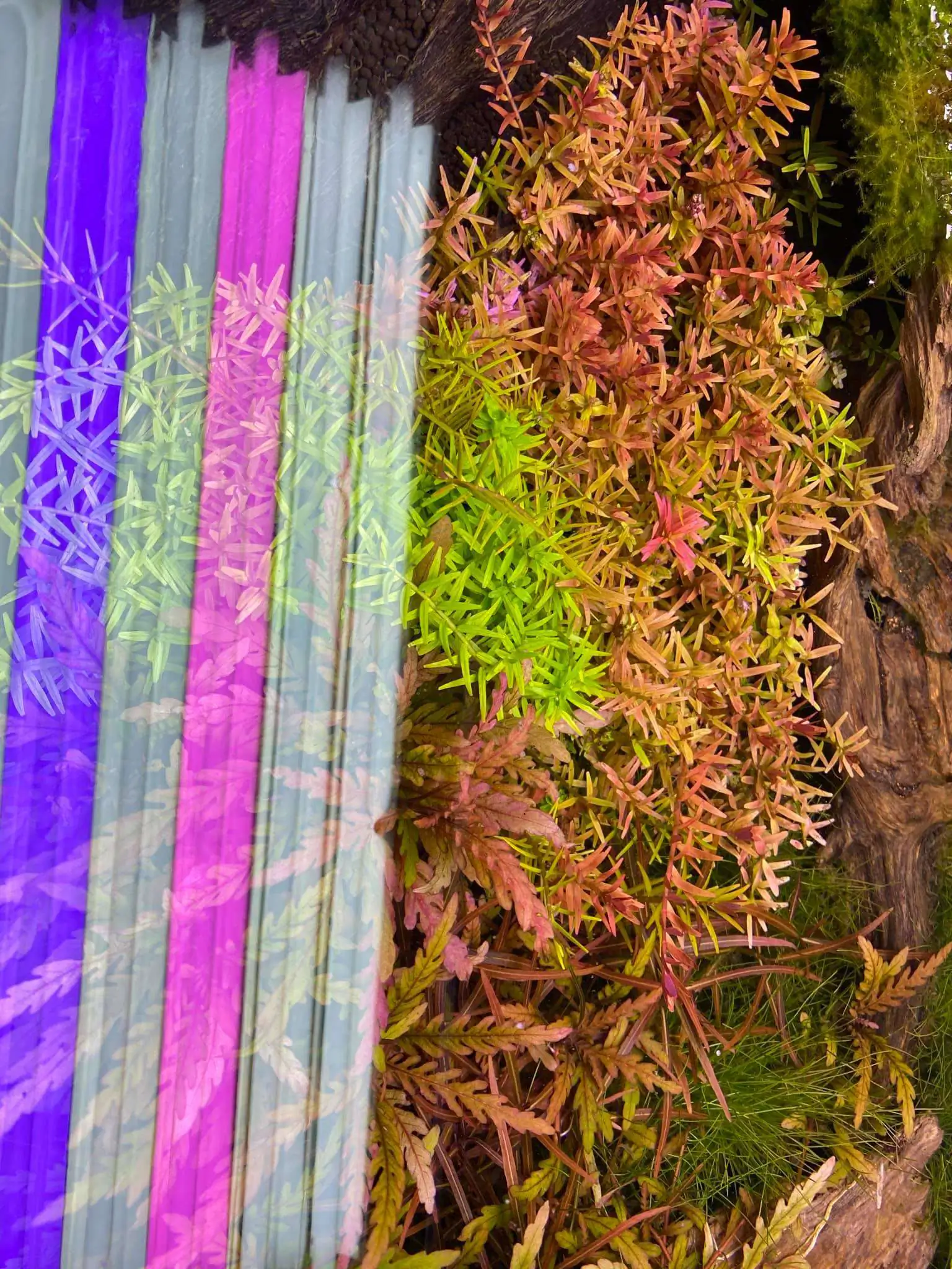 Step by step progression IAPLC 2021 Rank 74 - Go with the flow