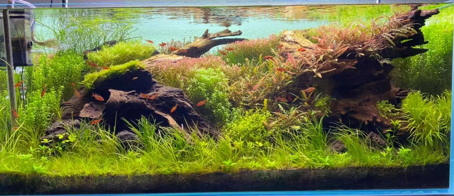 Step by step progression IAPLC 2021 Rank 74 - Go with the flow