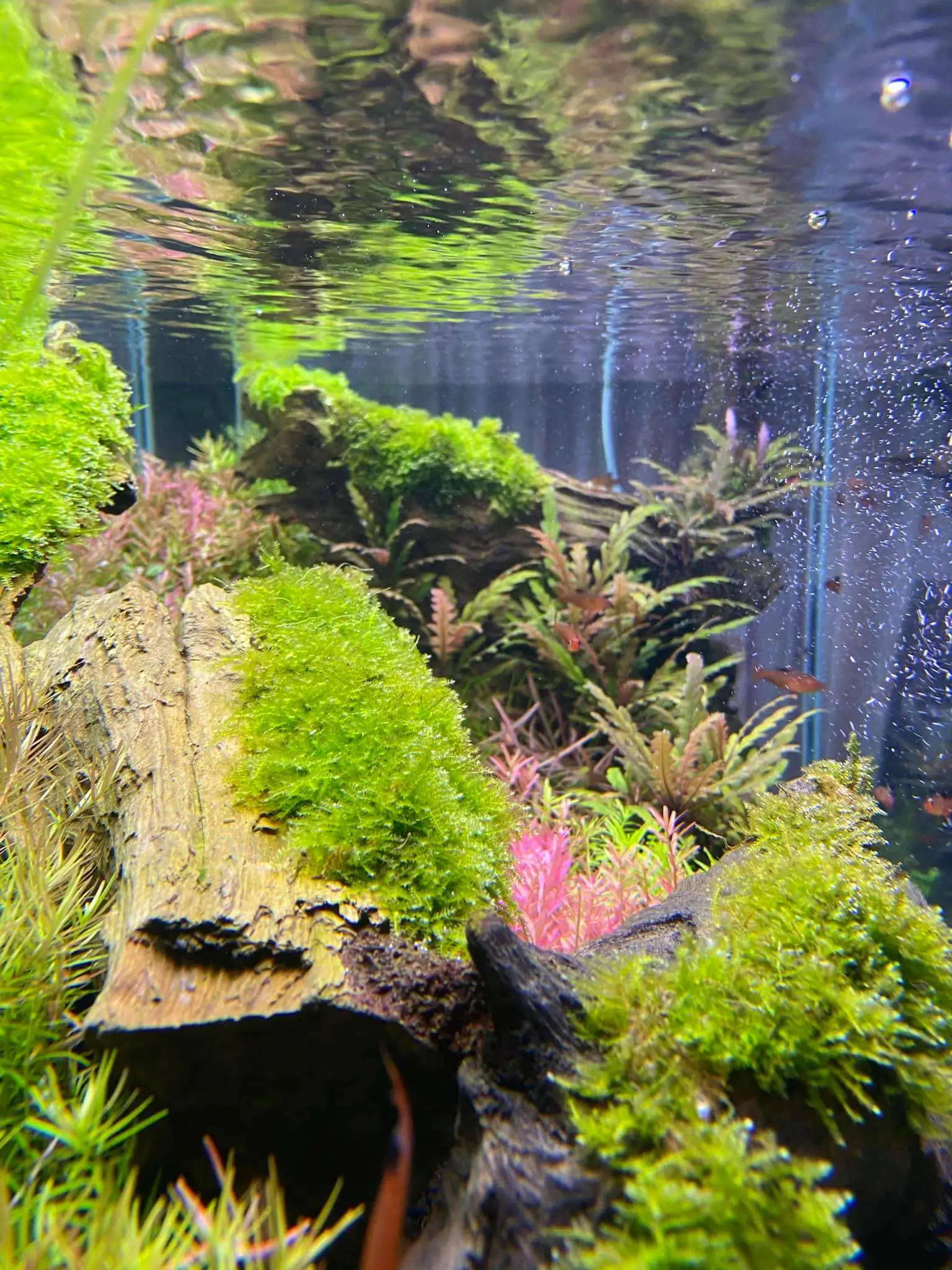 Step by step progression IAPLC 2021 Rank 74 - Go with the flow