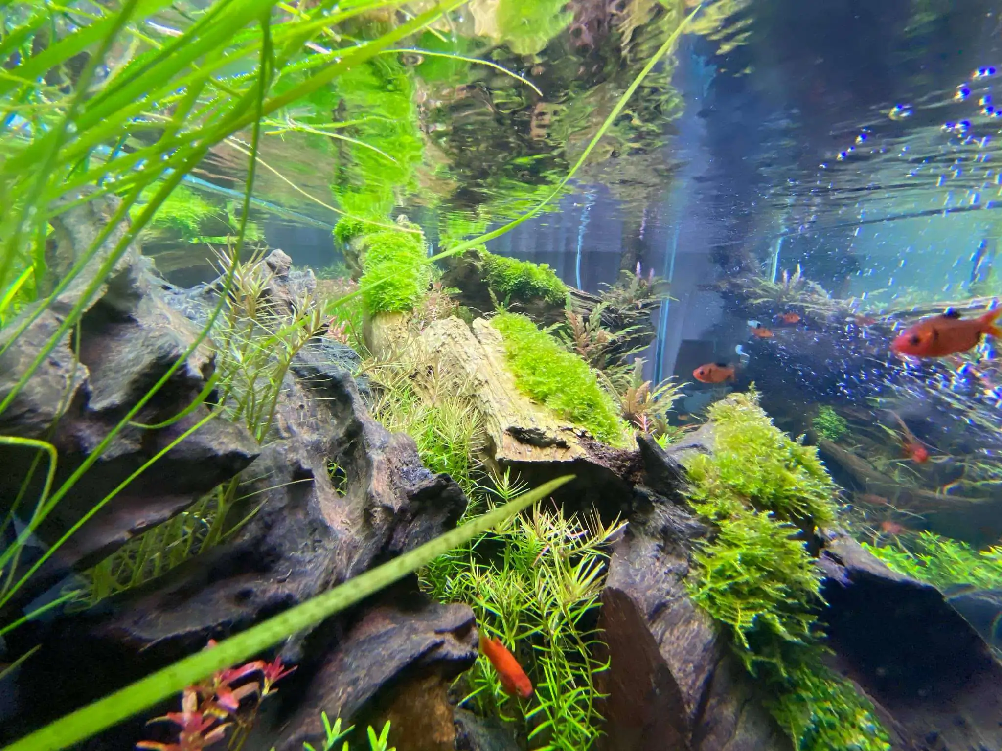 Step by step progression IAPLC 2021 Rank 74 - Go with the flow