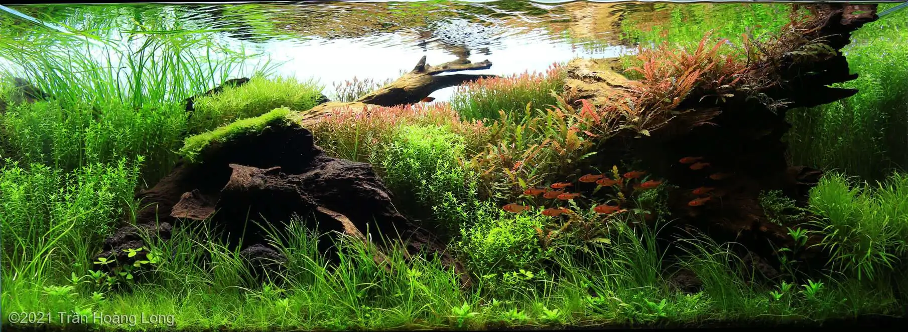 Step by step progression IAPLC 2021 Rank 74 - Go with the flow