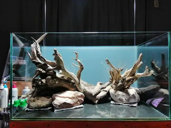 Steps progression IAPLC 2022 Rank 136 - The authenticity of nature - Jelantoi Lantoi / Malaysia