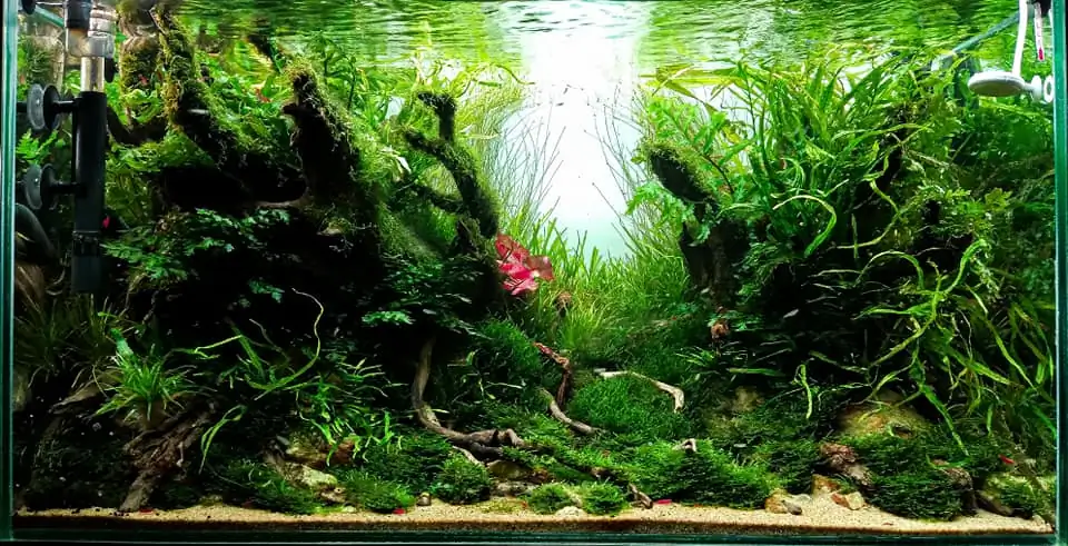 Steps progression IAPLC 2022 Rank 136 - The authenticity of nature - Jelantoi Lantoi / Malaysia