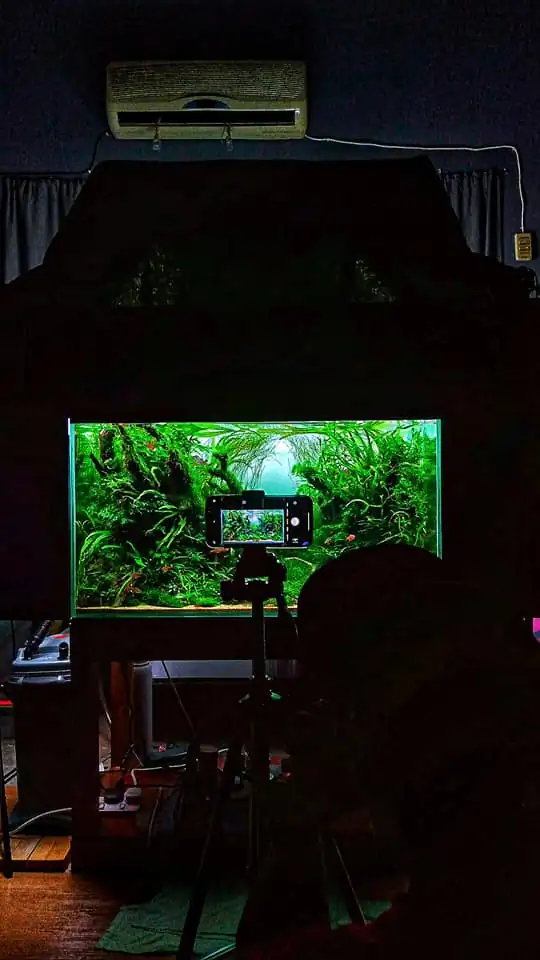 Steps progression IAPLC 2022 Rank 136 - The authenticity of nature - Jelantoi Lantoi / Malaysia