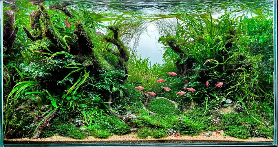 Steps progression IAPLC 2022 Rank 136 - The authenticity of nature - Jelantoi Lantoi / Malaysia