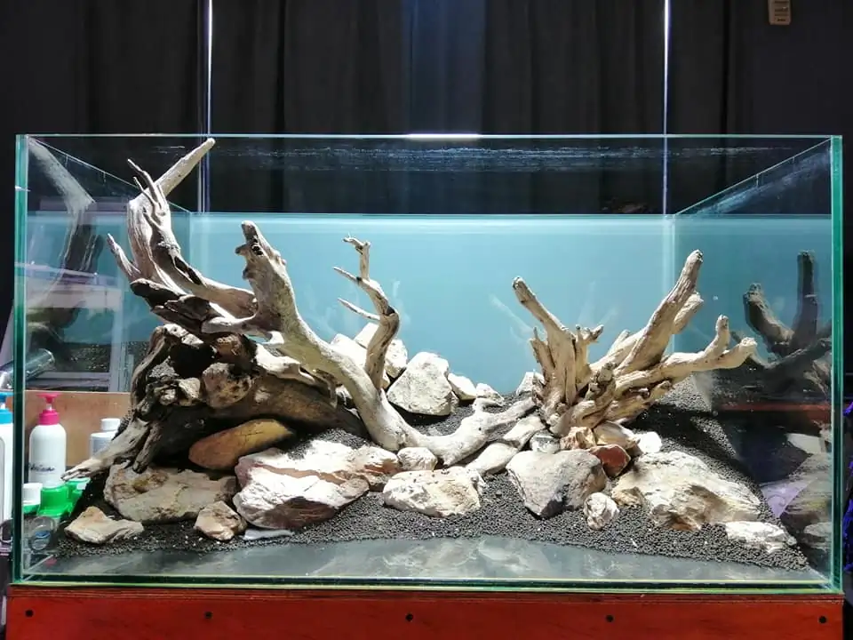 Steps progression IAPLC 2022 Rank 136 - The authenticity of nature - Jelantoi Lantoi / Malaysia