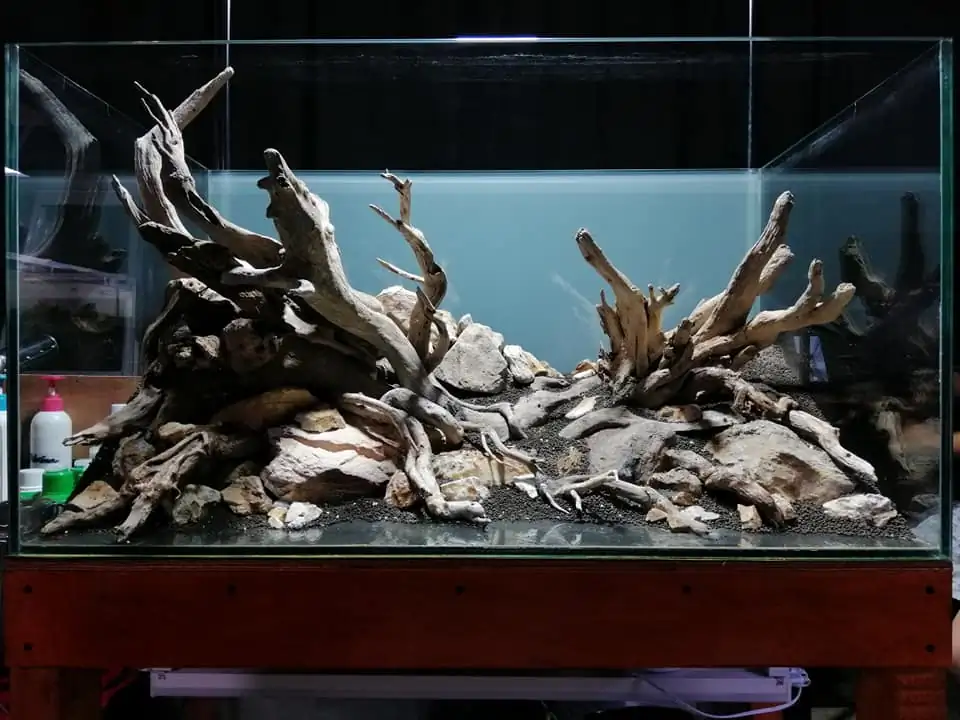 Steps progression IAPLC 2022 Rank 136 - The authenticity of nature - Jelantoi Lantoi / Malaysia