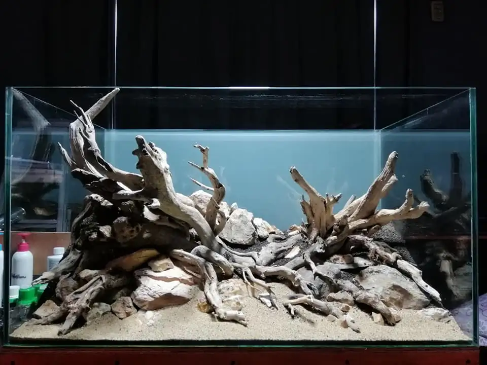 Steps progression IAPLC 2022 Rank 136 - The authenticity of nature - Jelantoi Lantoi / Malaysia