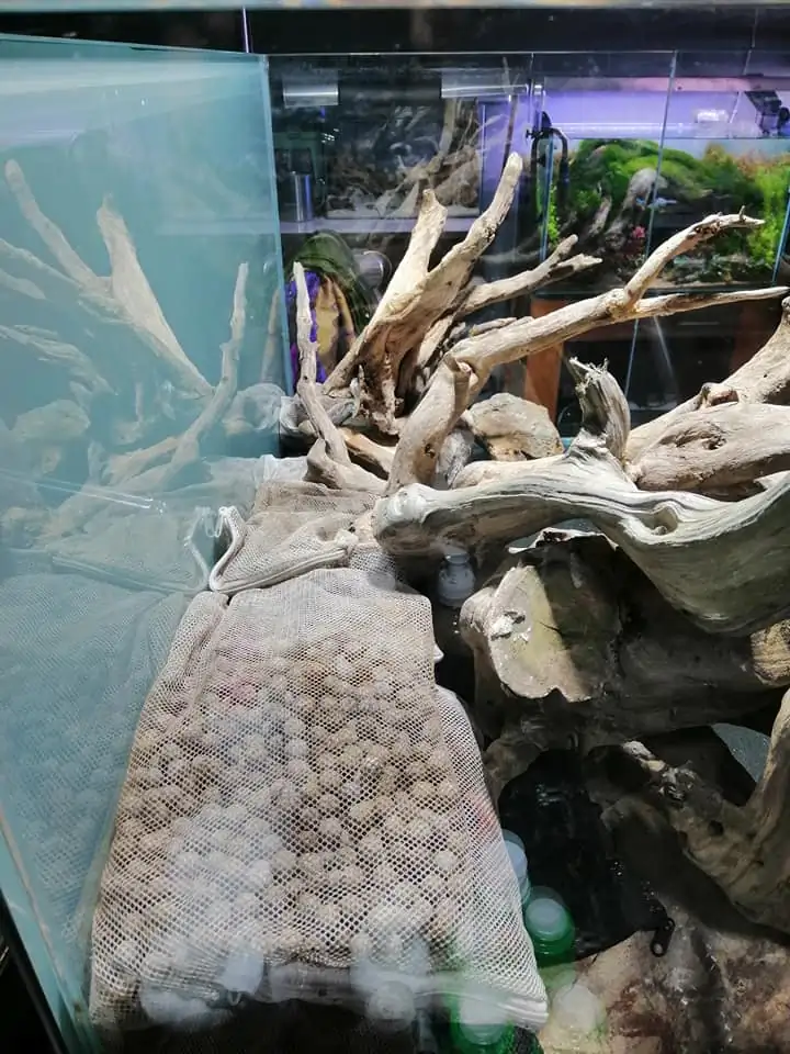 Steps progression IAPLC 2022 Rank 136 - The authenticity of nature - Jelantoi Lantoi / Malaysia