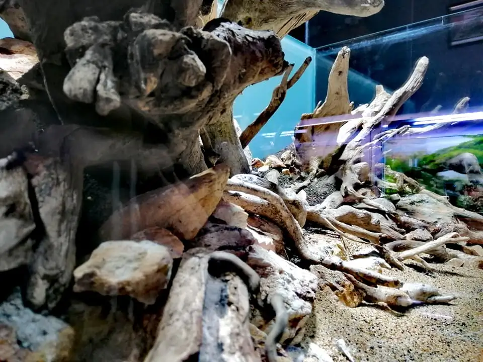 Steps progression IAPLC 2022 Rank 136 - The authenticity of nature - Jelantoi Lantoi / Malaysia