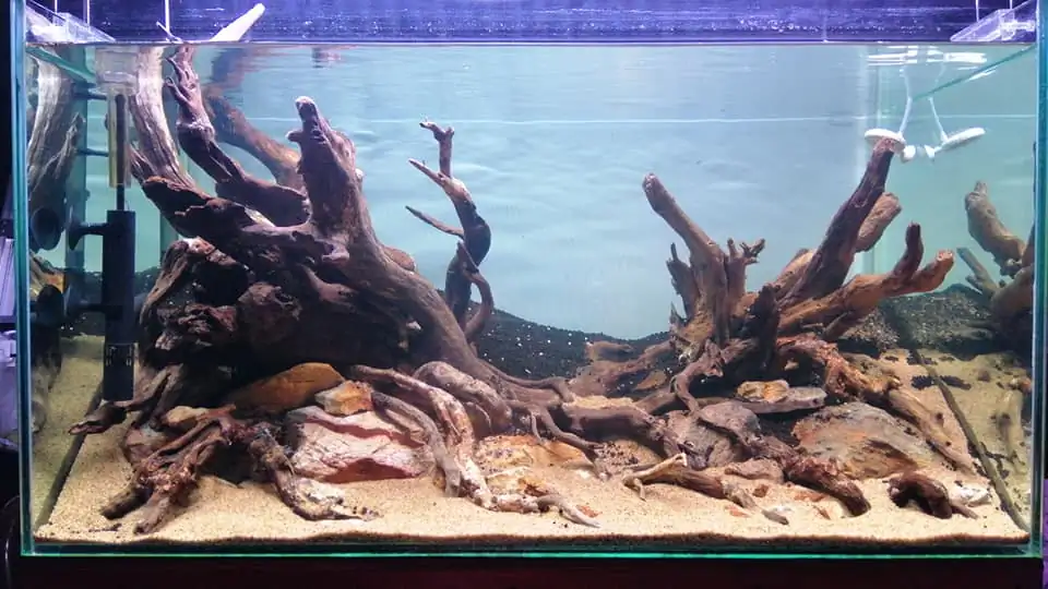 Steps progression IAPLC 2022 Rank 136 - The authenticity of nature - Jelantoi Lantoi / Malaysia