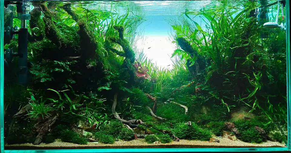 Steps progression IAPLC 2022 Rank 136 - The authenticity of nature - Jelantoi Lantoi / Malaysia