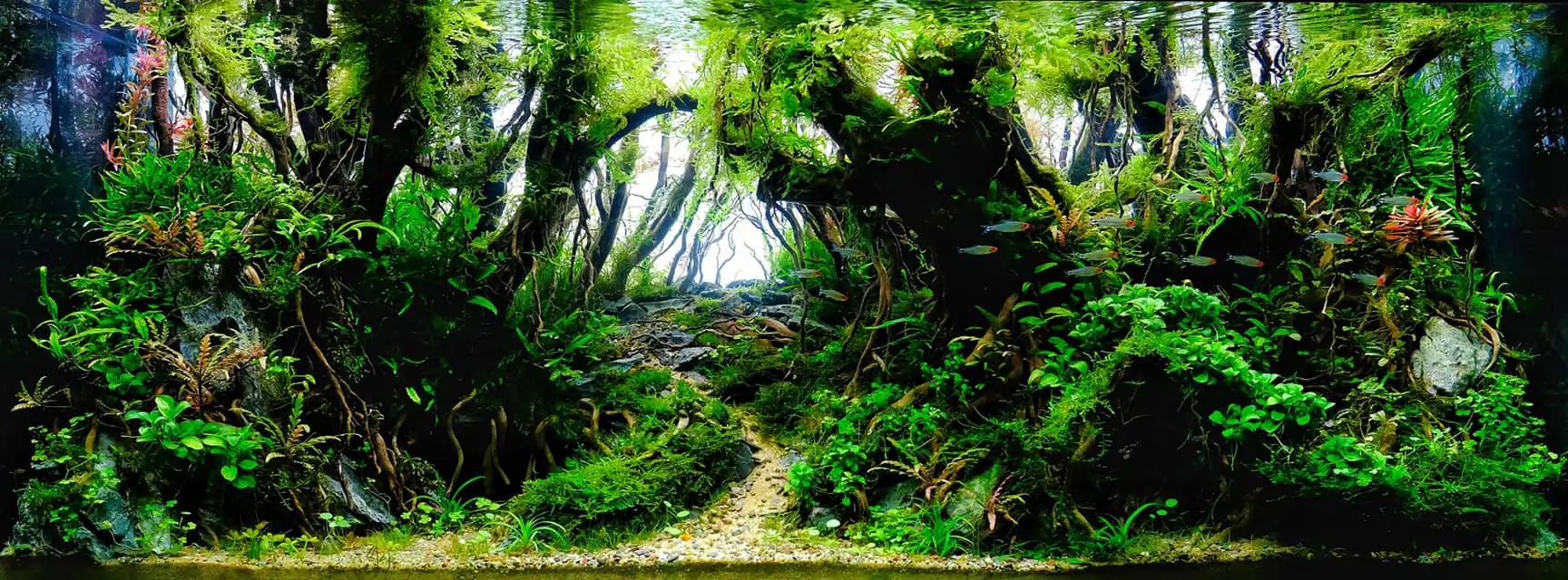 Steps progression IAPLC 2022 Rank 207 - Duy Hoang Cong / VietNam