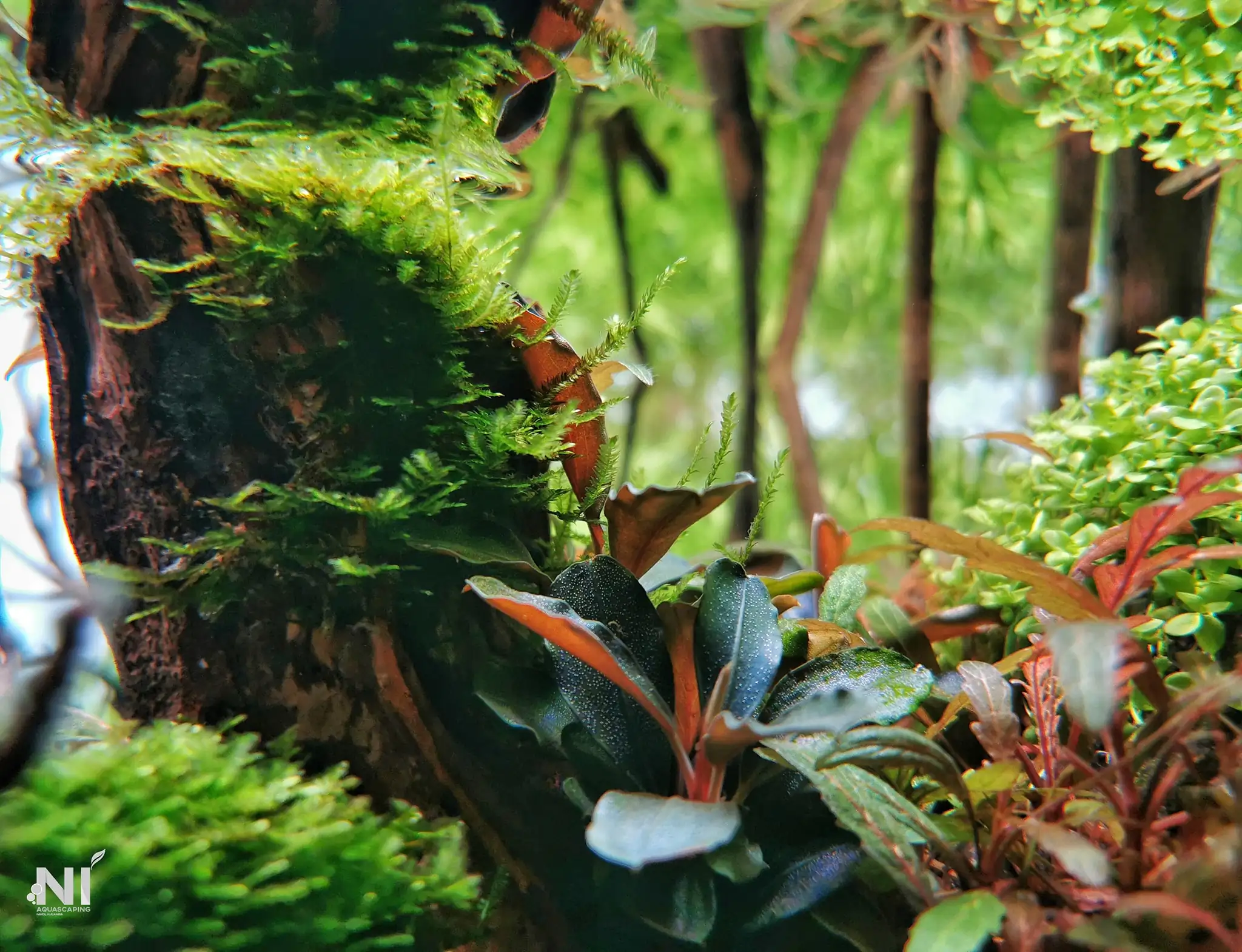 Steps progression IAPLC 2022 Rank 37 In the Embrace of the Gaelic Glen - Pavol Kulanda / Great Britain