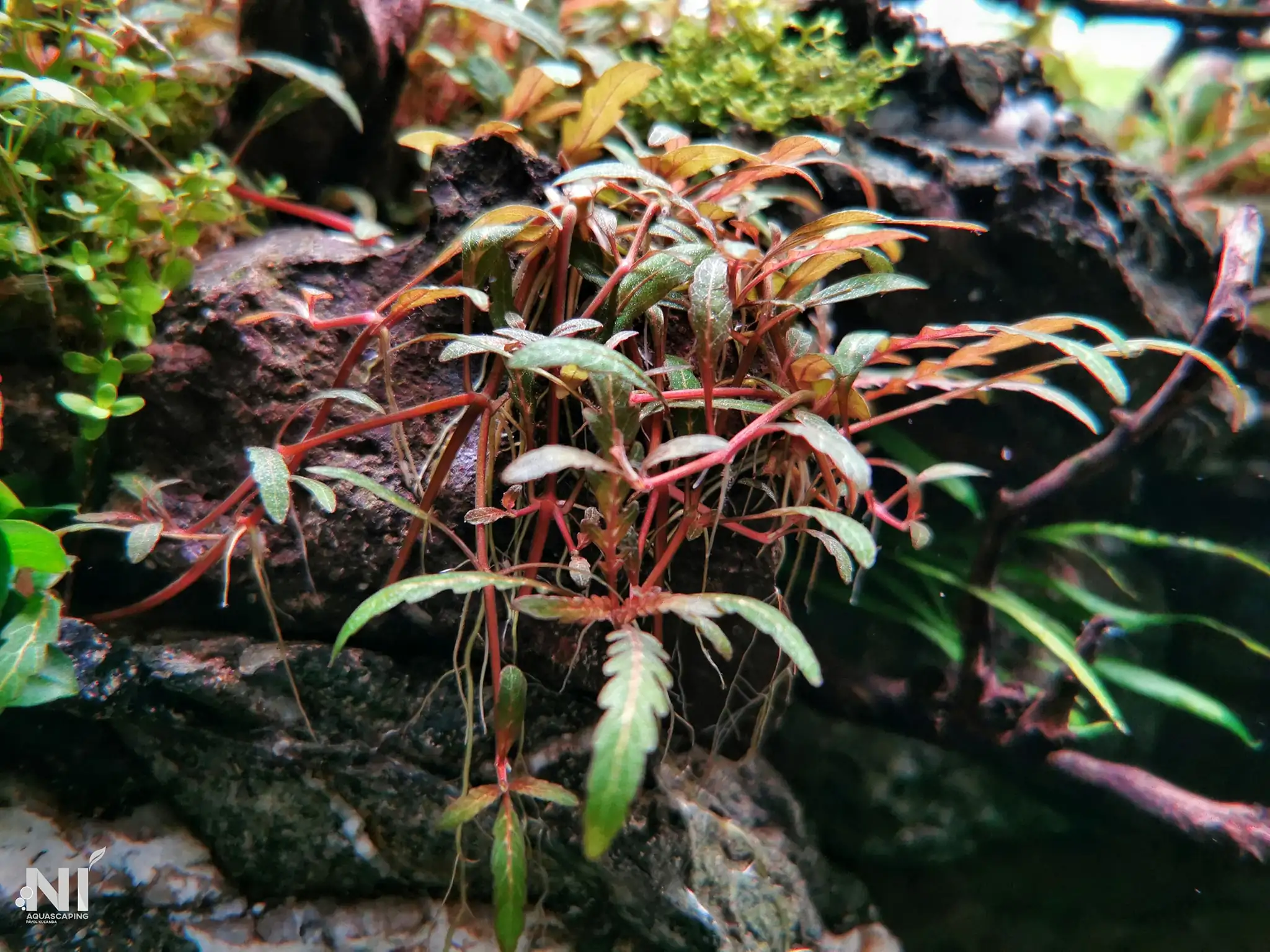 Steps progression IAPLC 2022 Rank 37 In the Embrace of the Gaelic Glen - Pavol Kulanda / Great Britain