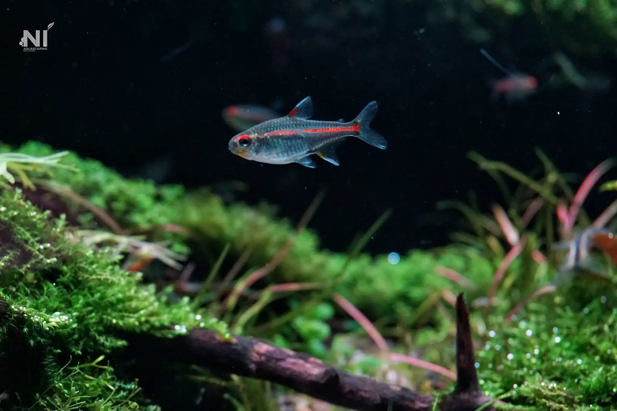 Steps progression IAPLC 2022 Rank 37 In the Embrace of the Gaelic Glen - Pavol Kulanda / Great Britain