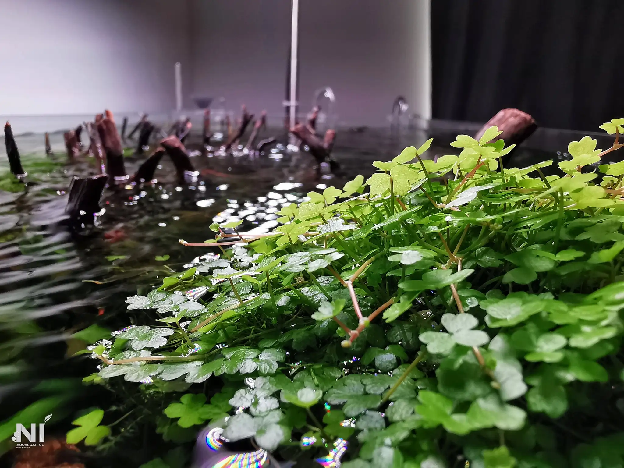 Steps progression IAPLC 2022 Rank 37 In the Embrace of the Gaelic Glen - Pavol Kulanda / Great Britain