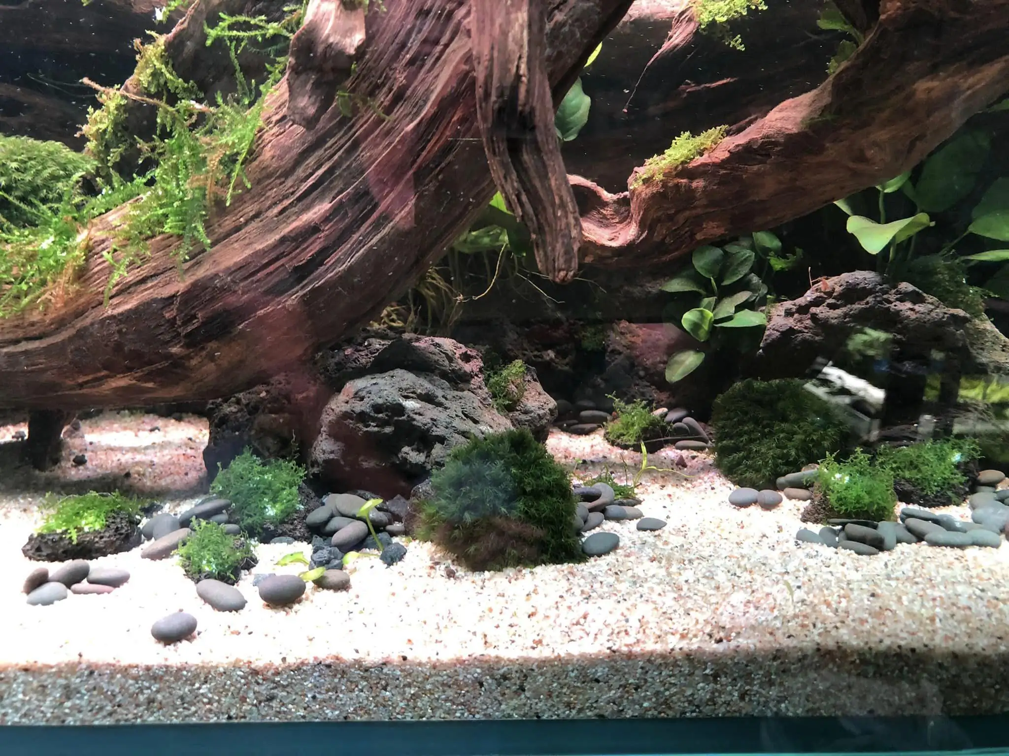 Steps progression IAPLC 2022 Rank 45 - Reverse - Eakthanat Isarathikul / Thailand