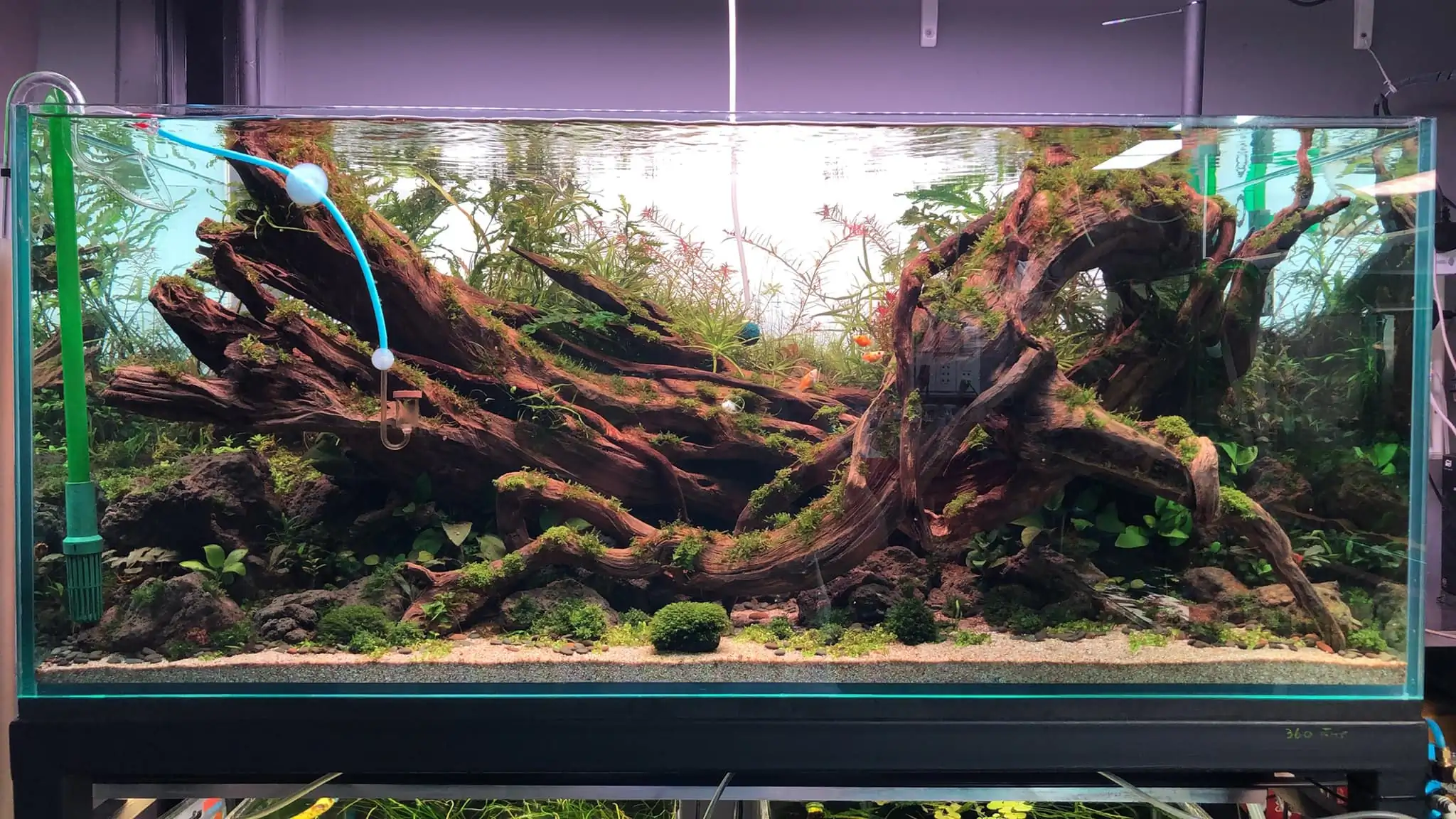 Steps progression IAPLC 2022 Rank 45 - Reverse - Eakthanat Isarathikul / Thailand