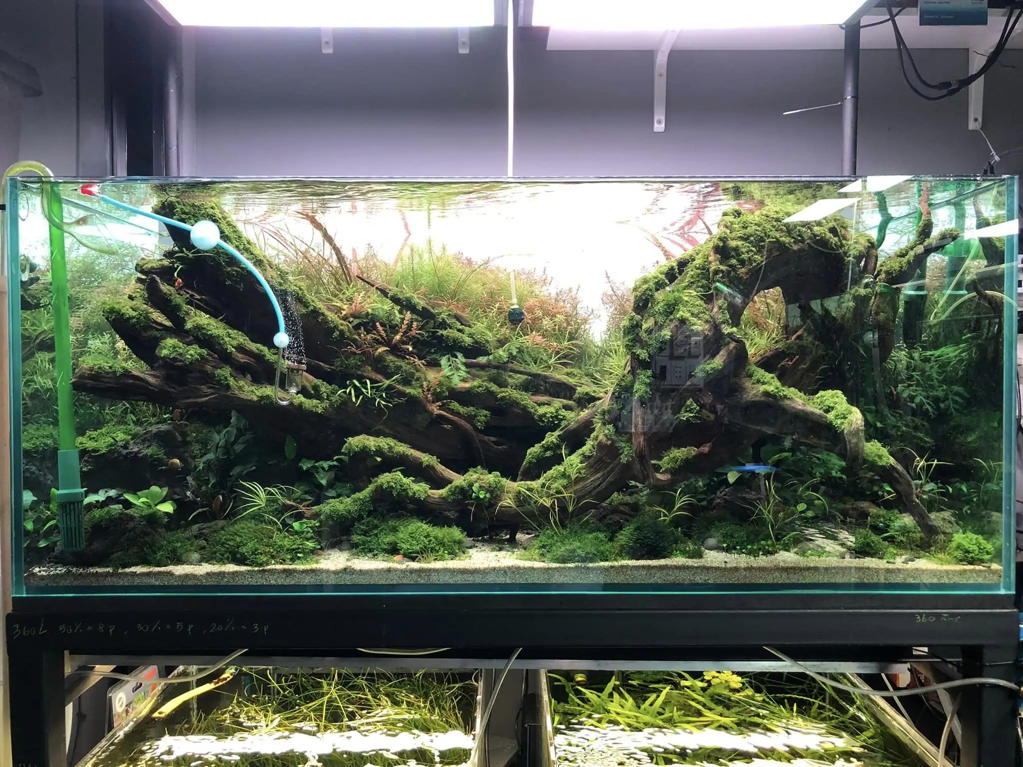 Steps progression IAPLC 2022 Rank 45 - Reverse - Eakthanat Isarathikul / Thailand