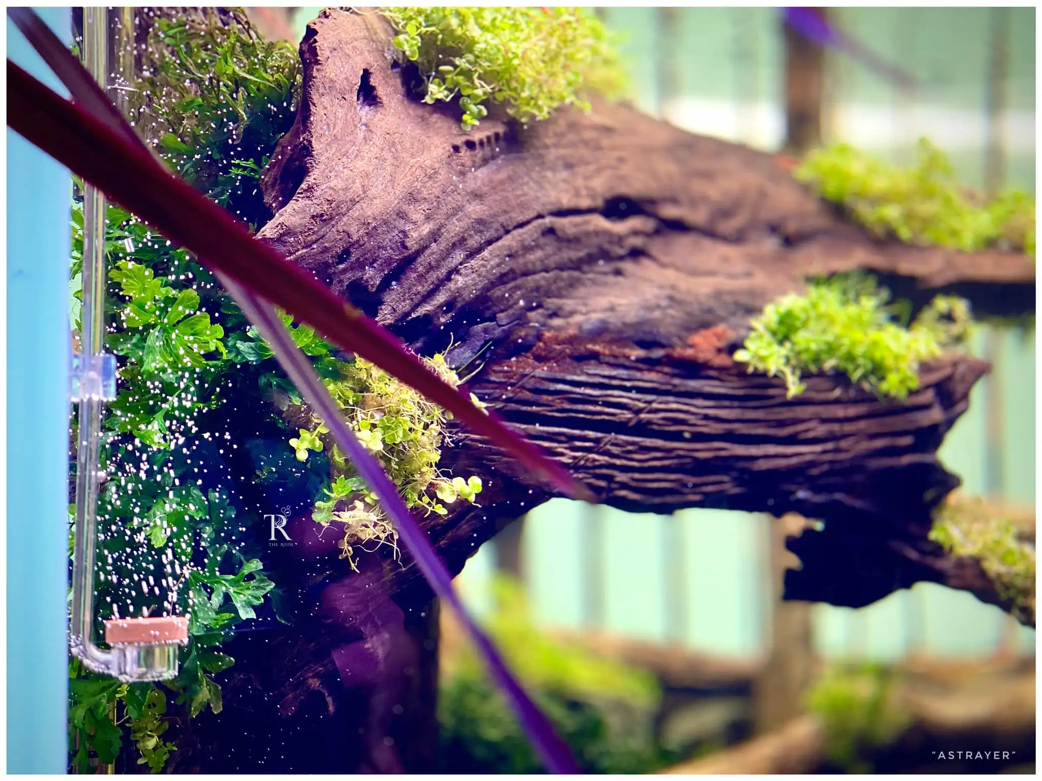 Steps progression IAPLC 2022 Rank 65 Astrayer - Son Tu Thai / VietNam