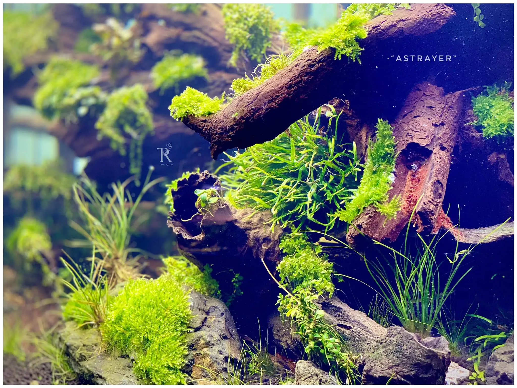 Steps progression IAPLC 2022 Rank 65 Astrayer - Son Tu Thai / VietNam