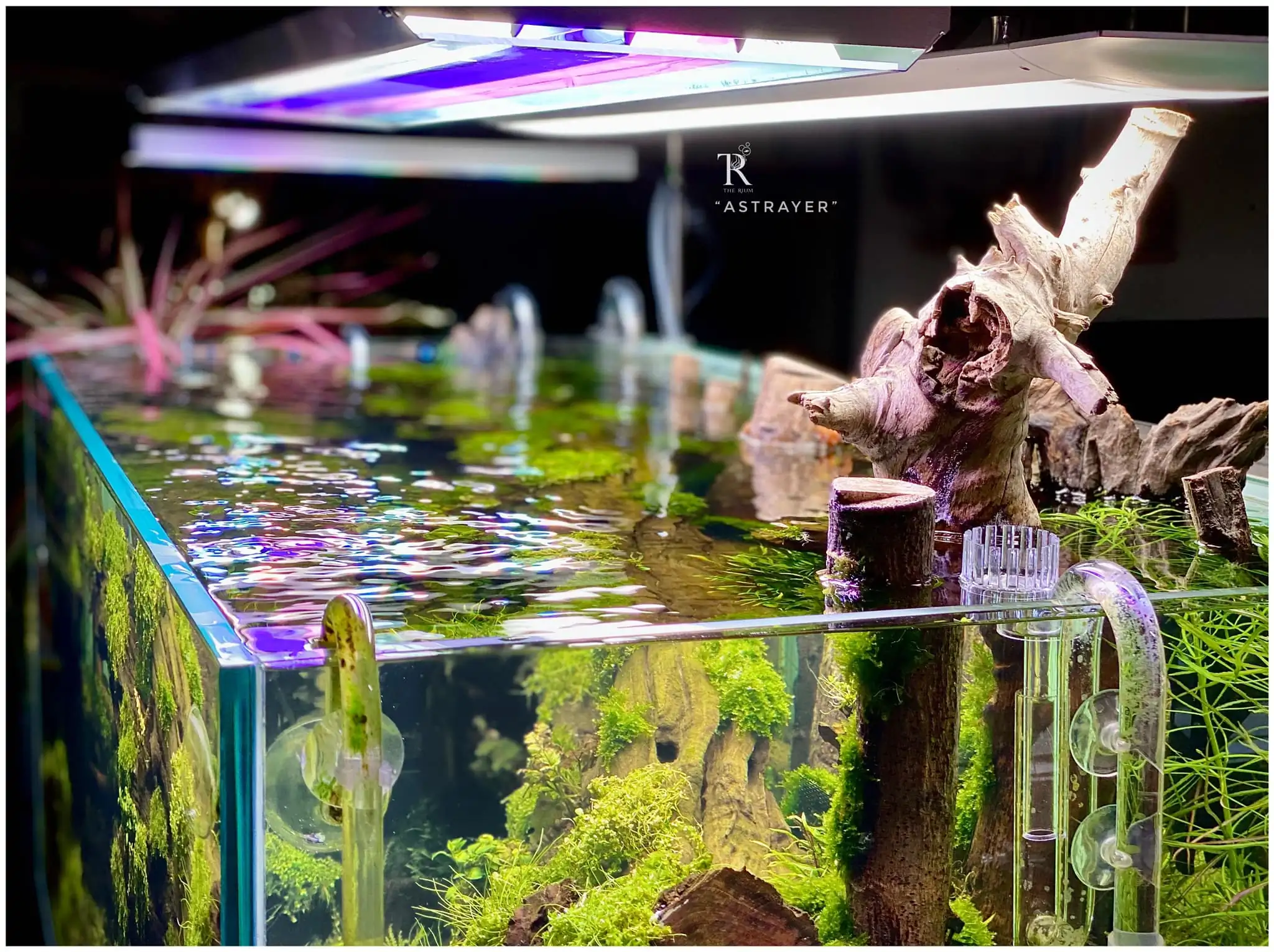 Steps progression IAPLC 2022 Rank 65 Astrayer - Son Tu Thai / VietNam