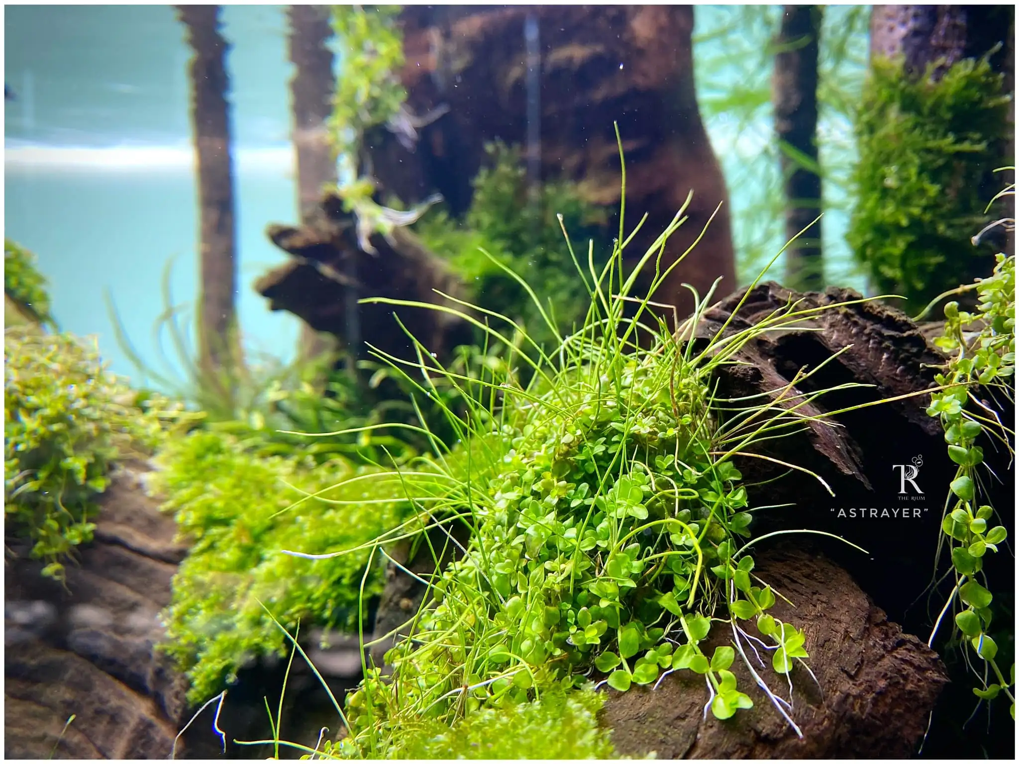 Steps progression IAPLC 2022 Rank 65 Astrayer - Son Tu Thai / VietNam