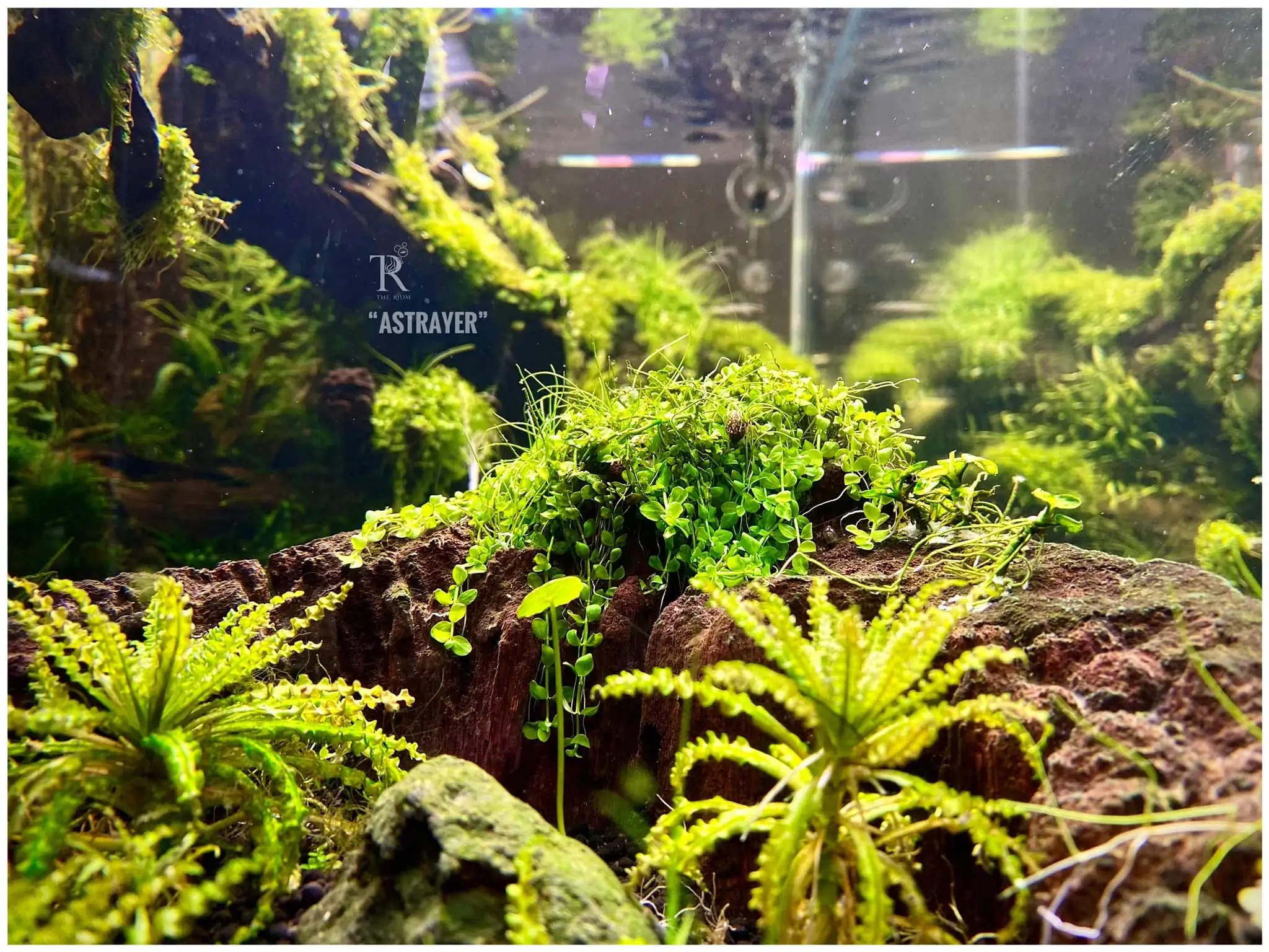 Steps progression IAPLC 2022 Rank 65 Astrayer - Son Tu Thai / VietNam