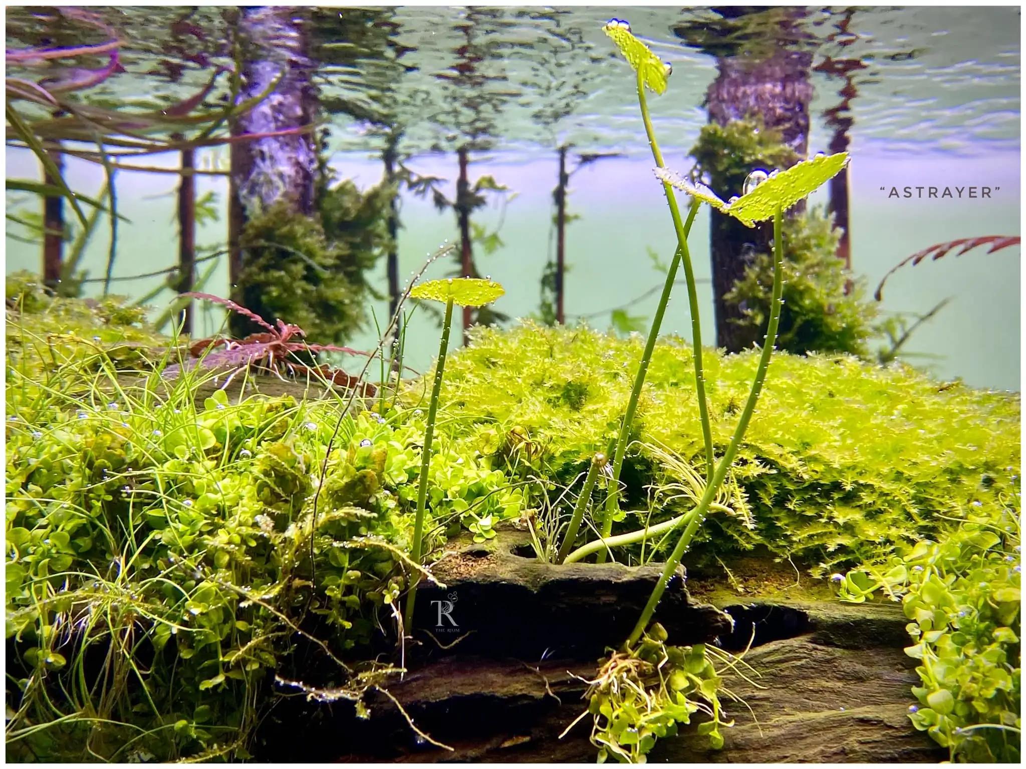 Steps progression IAPLC 2022 Rank 65 Astrayer - Son Tu Thai / VietNam