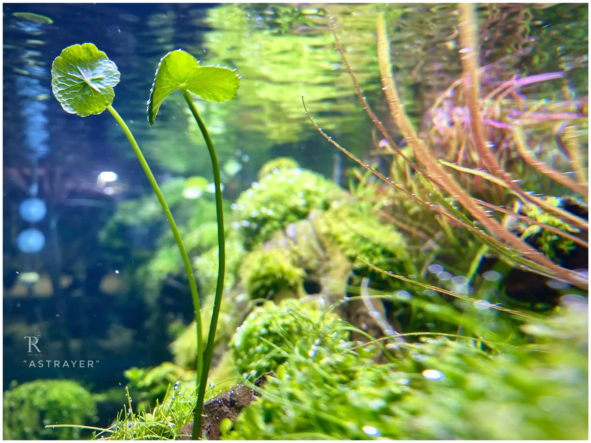 Steps progression IAPLC 2022 Rank 65 Astrayer - Son Tu Thai / VietNam