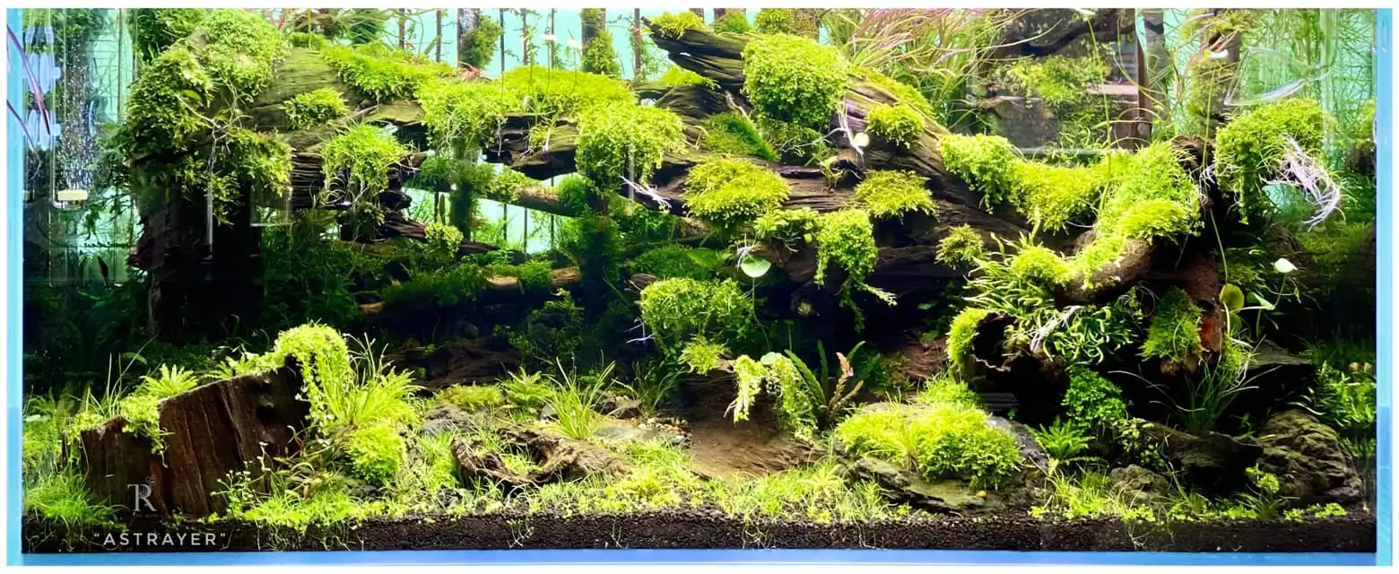 Steps progression IAPLC 2022 Rank 65 Astrayer - Son Tu Thai / VietNam