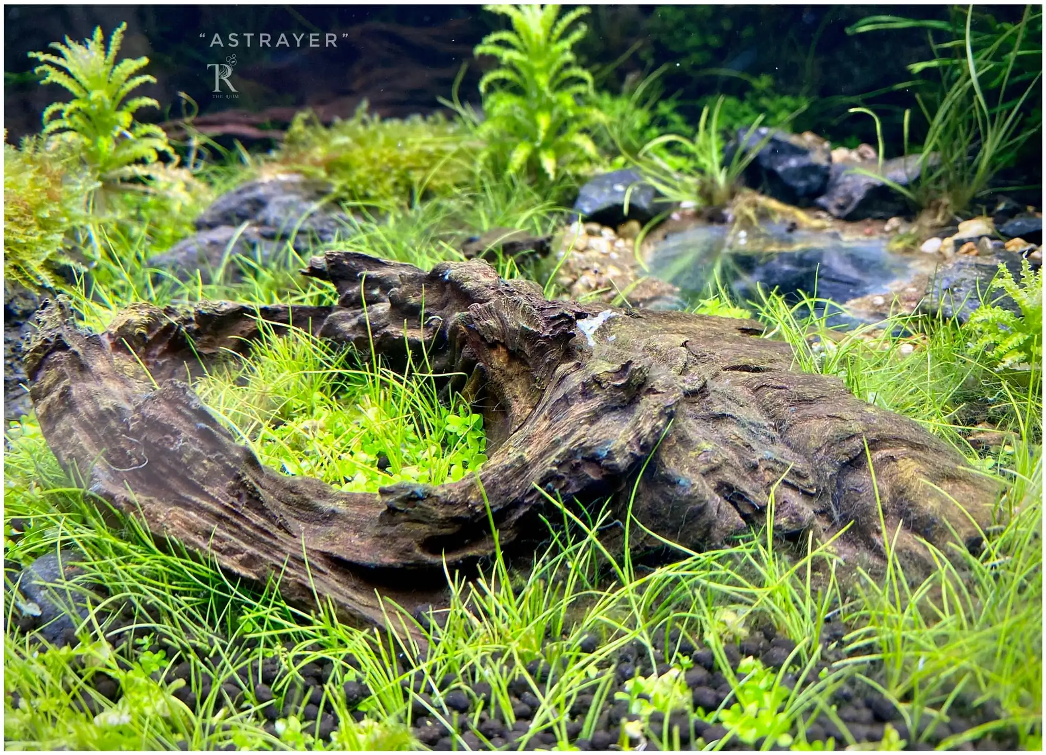 Steps progression IAPLC 2022 Rank 65 Astrayer - Son Tu Thai / VietNam